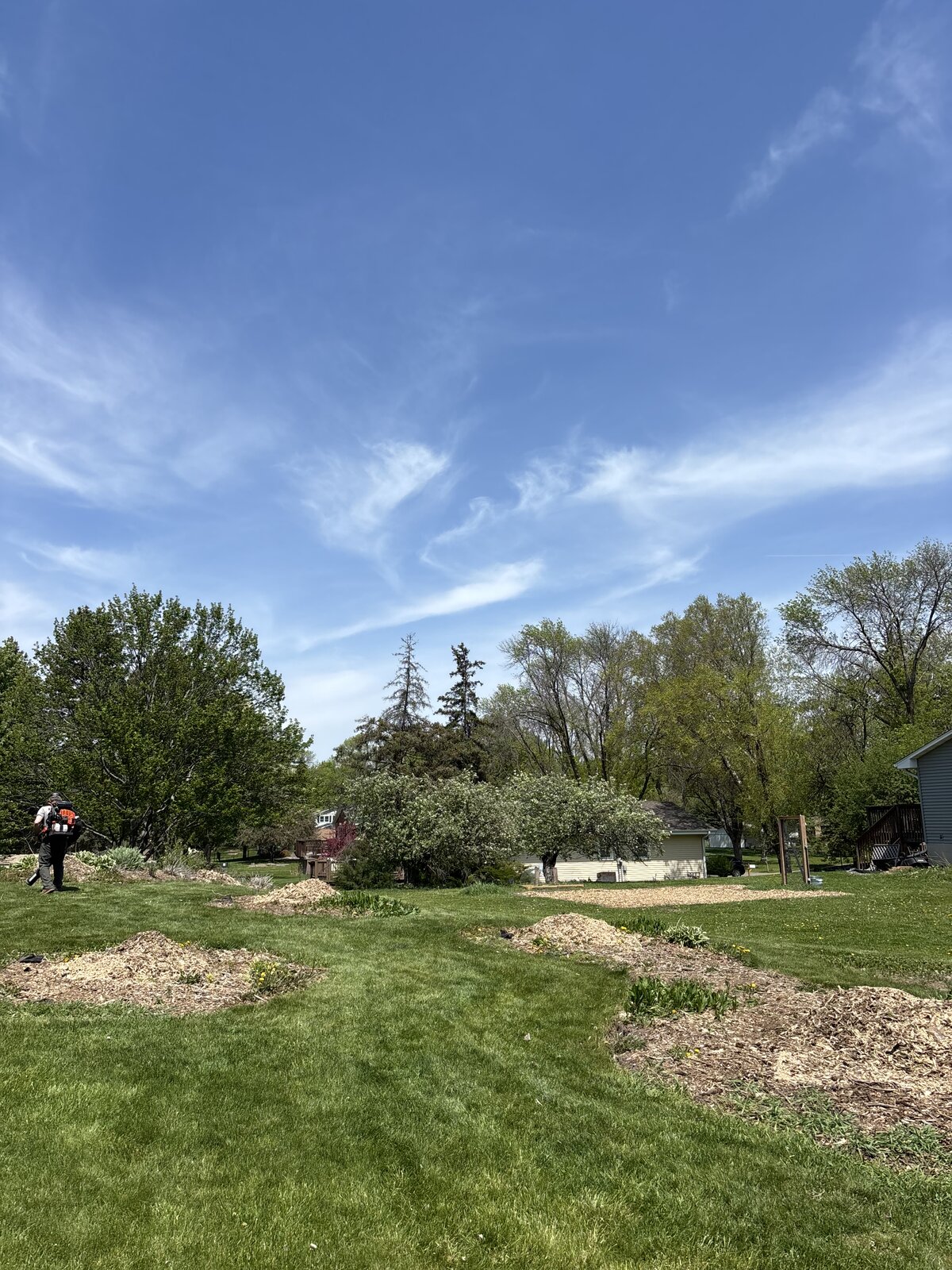 Large property with multiple stumps ground and cleaned up